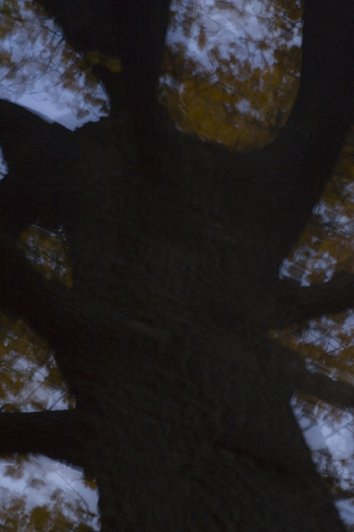 Louise Dudis, Tree 17, 2009